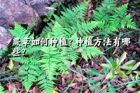 蕨草如何种植？种植方法有哪些？