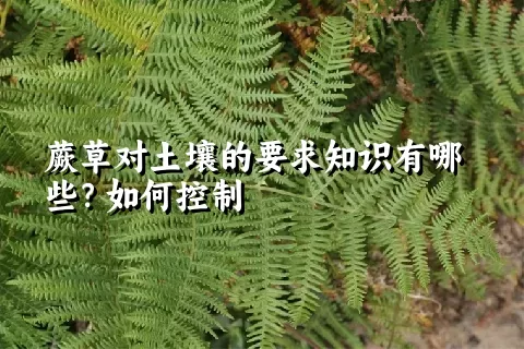 蕨草对土壤的要求知识有哪些？如何控制