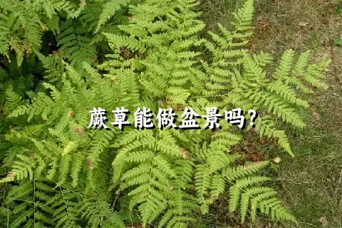 蕨草能做盆景吗？