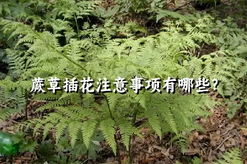 蕨草插花注意事项有哪些？