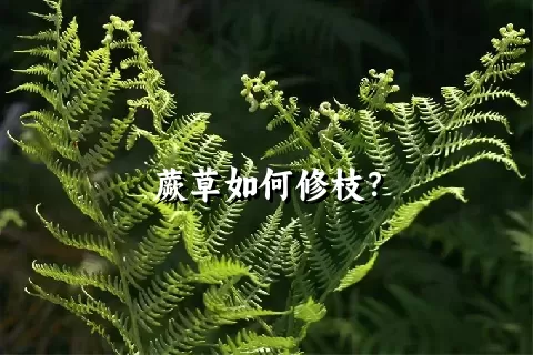 蕨草如何修枝？