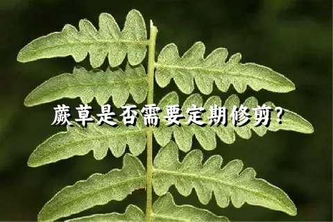 蕨草是否需要定期修剪？