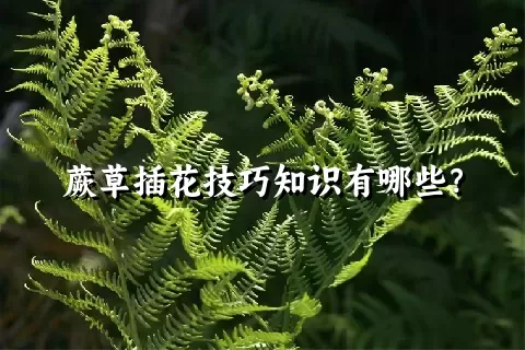 蕨草插花技巧知识有哪些？