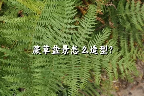 蕨草盆景怎么造型？