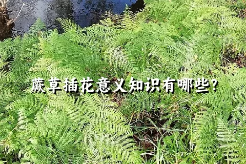 蕨草插花意义知识有哪些？