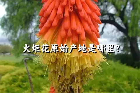 火炬花原始产地是哪里？