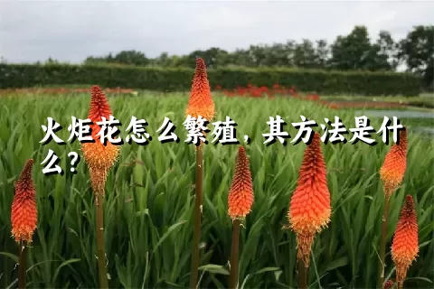 火炬花怎么繁殖，其方法是什么？