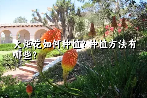 火炬花如何种植？种植方法有哪些？