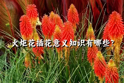 火炬花插花意义知识有哪些？