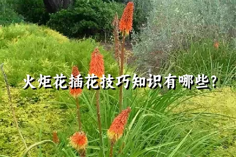 火炬花插花技巧知识有哪些？
