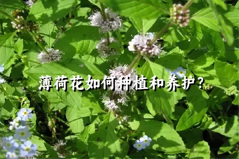 薄荷花如何种植和养护？