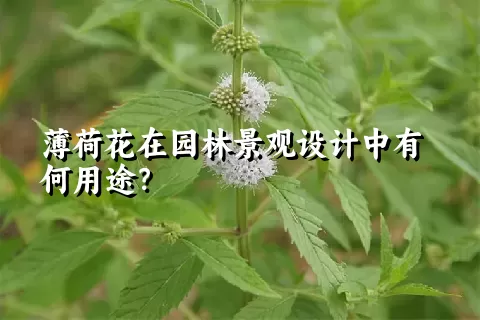 薄荷花在园林景观设计中有何用途？