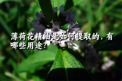 薄荷花精油是如何提取的，有哪些用途？