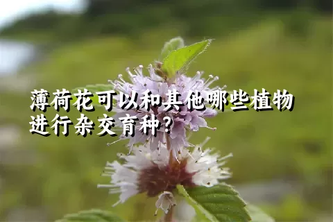 薄荷花可以和其他哪些植物进行杂交育种？