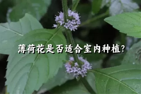 薄荷花是否适合室内种植？