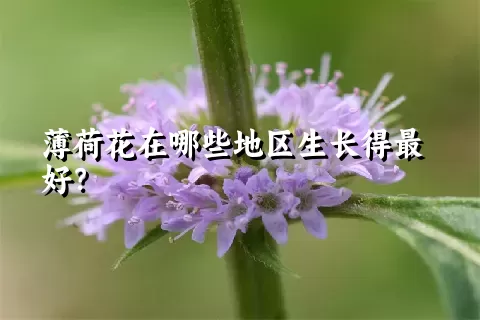 薄荷花在哪些地区生长得最好？