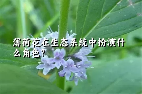 薄荷花在生态系统中扮演什么角色？