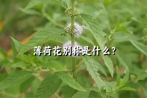 薄荷花别称是什么？