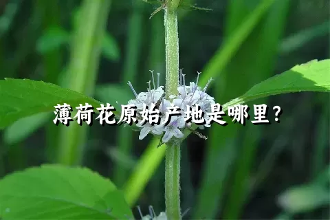 薄荷花原始产地是哪里？