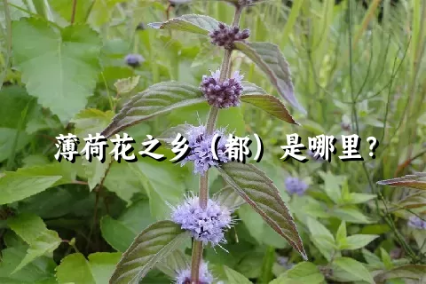 薄荷花之乡（都）是哪里？