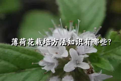 薄荷花栽培方法知识有哪些？