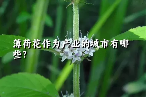 薄荷花作为产业的城市有哪些？