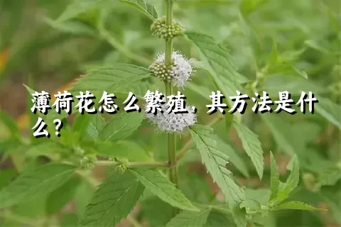 薄荷花怎么繁殖，其方法是什么？