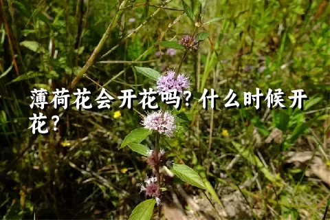 薄荷花会开花吗？什么时候开花？