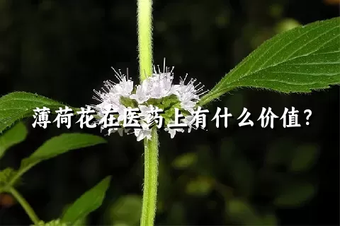 薄荷花在医药上有什么价值？