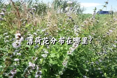 薄荷花分布在哪里?