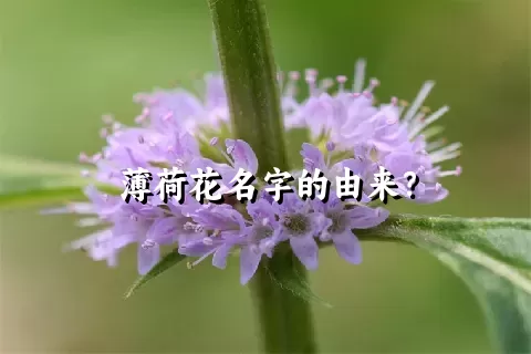 薄荷花名字的由来？