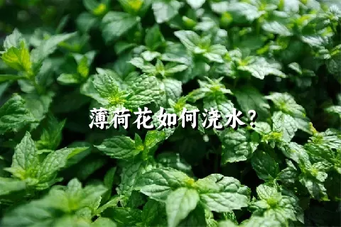 薄荷花如何浇水？