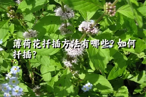 薄荷花扦插方法有哪些？如何扦插？