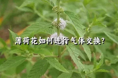 薄荷花如何进行气体交换？