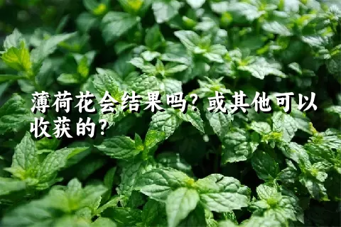 薄荷花会结果吗？或其他可以收获的？