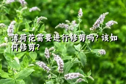 薄荷花需要进行修剪吗？该如何修剪？