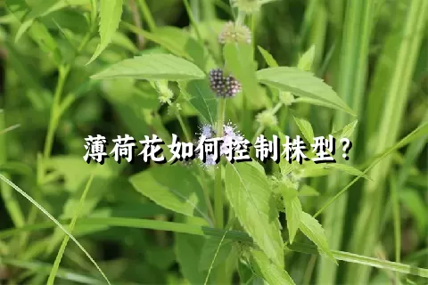 薄荷花如何控制株型？