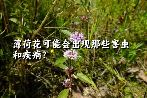 薄荷花可能会出现那些害虫和疾病？