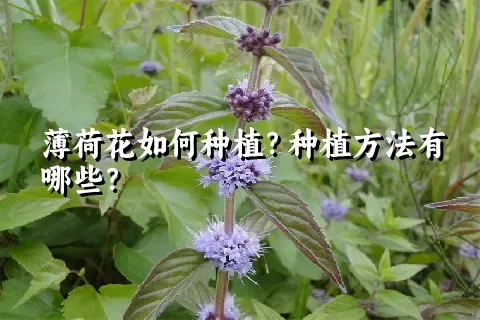 薄荷花如何种植？种植方法有哪些？