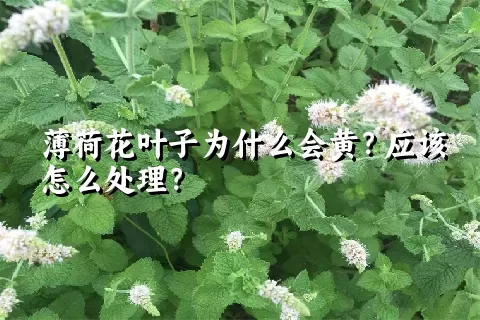 薄荷花叶子为什么会黄？应该怎么处理？