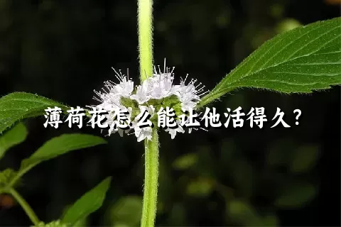 薄荷花怎么能让他活得久？