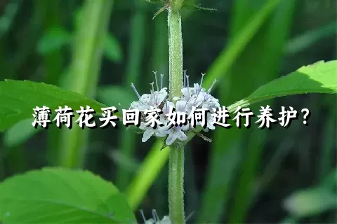 薄荷花买回家如何进行养护？