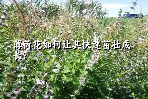 薄荷花如何让其快速茁壮成长？