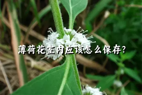 薄荷花室内应该怎么保存？