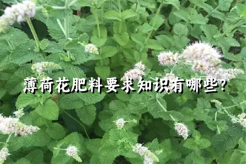薄荷花肥料要求知识有哪些？