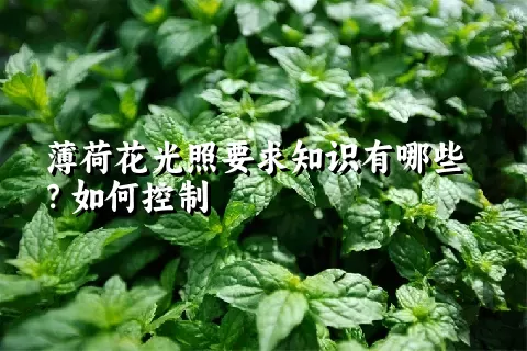 薄荷花光照要求知识有哪些？如何控制