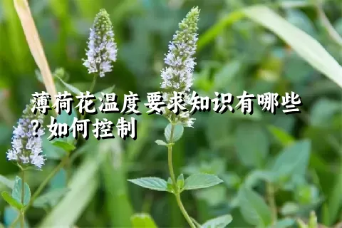 薄荷花温度要求知识有哪些？如何控制