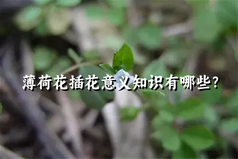 薄荷花插花意义知识有哪些？