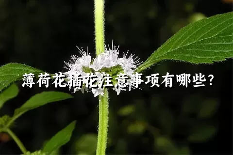 薄荷花插花注意事项有哪些？