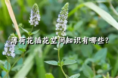 薄荷花插花空间知识有哪些？